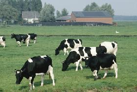 Herd of cows grazing in field, Holland