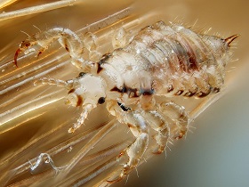 Männliche Kopflaus (Foto: Von Gilles San Martin - originally posted to Flickr as Male human head louse, CC BY-SA 2.0, https://commons.wikimedia.org/w/index.php?curid=11208622)